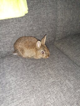 Zakrslí Králík - 2