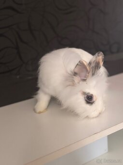 Daruji samičku zakrslého králíka - 2