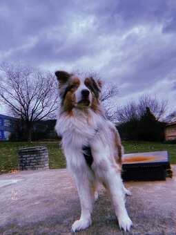 Australský ovčák ke krytí - 2