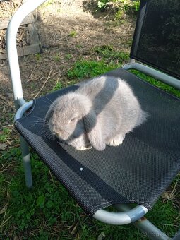 Zakrslý králík - 2