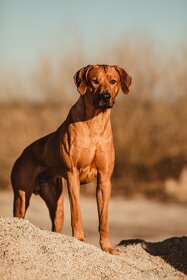 Rhodesian Ridgeback - 2