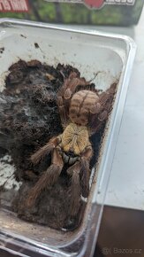 Cyriopagopus sp. Hati Hati 0.1 adult - 2