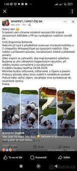 Vipet/Whippet štěňata - 2