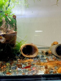 Prodej krevetek a doplňků - 2