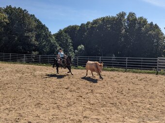 valach Arab x Welsh Cob / cutting - 2