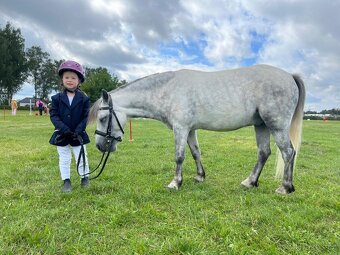 Pony valach welsh - 2
