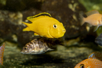 Labidochromis caeruleus „Yellow“ - 2