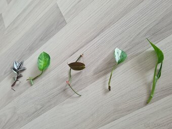 Set 5 řízků pokojovek - 2