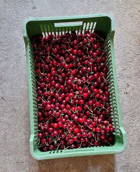 Čerstvé třešně - 2
