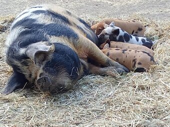 kune kune - 2