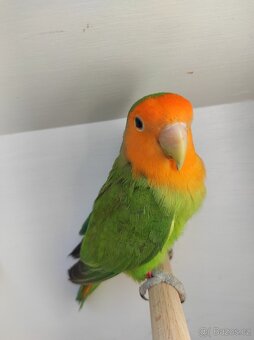 Agapornis Růžohrdlý - 2