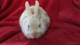 Zakrslý králíček beránek, zakrslý lvíček - 2