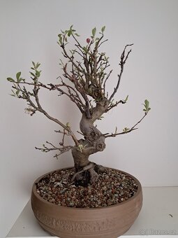 Bonsai Jabloň - 2