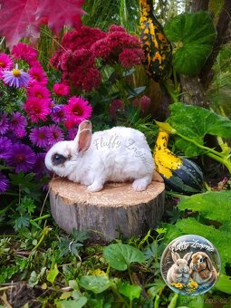 Králíčci Znojmo - 2