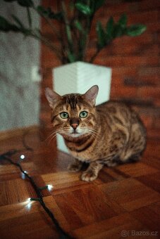 Kočka bengálská - krytí - 2