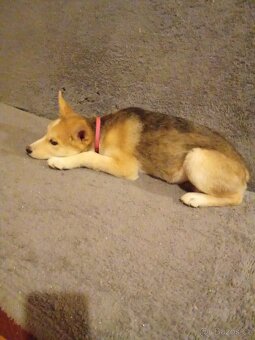 Štěně Husky - 2