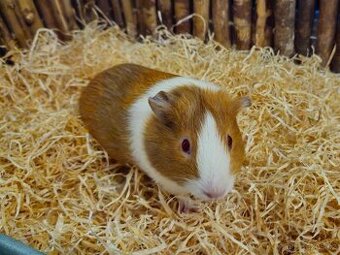 Morčata/morče-holka 1 - 2