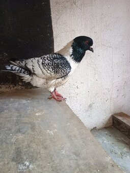 Prodám holuba mor.pštrosa - 2