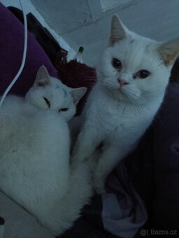 Prodám dva britský kocouři - 2