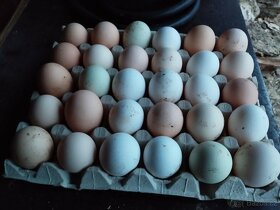 Domácí vejce prodej/výměna - 2