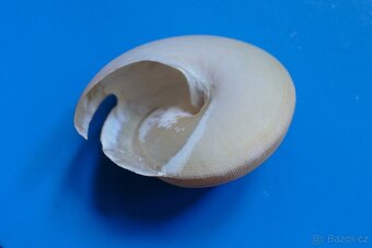 Pleurotomaria teramachii - 2
