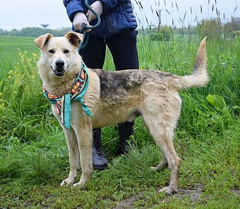 ŽIŽI K ADOPCI - 2 ROKY, ODDANÝ, BYSTRÝ, UČENLIVÝ - - 2