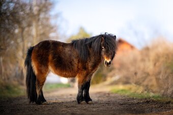 Shetland pony - 2