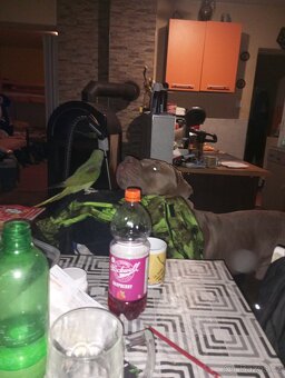 Bandog - 2
