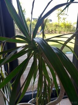 Pokojová rostlina Dracaena, dračinec - výška 1,3 m - 2