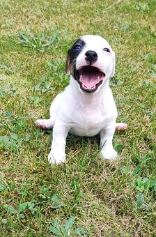 Jack Russel terier, kouzelný chlapeček - 2