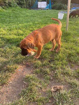 Štěňata Cane Corso - 2