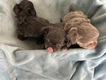 Čivava - holčička modrá a lila kluci - 2