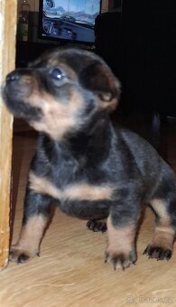 Prodám štěňátko - 2