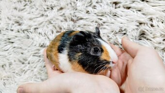 Morče, Morčata, Morčátko, MORČÁTKA -JUSTÝNA A JESSIE - 2