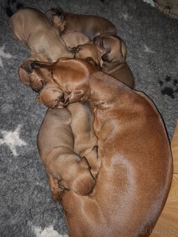 Jezevčík hladkosrstý standart - 2