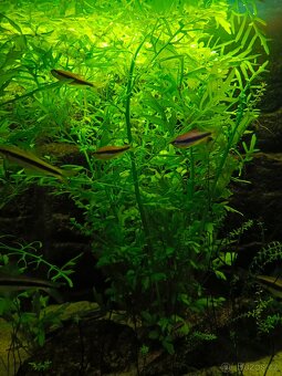 Akvarijní rostliny Obšírák Rohatý - 2