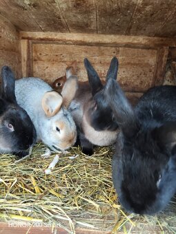 Králíci na prodej - 2