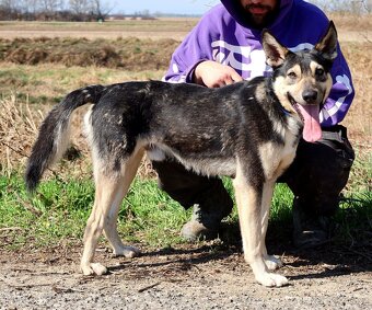 FLOKY K ADOPCI - 1 ROK, HRAVÝ,MILÝ,VHODNÝ K DĚTEM - - 2