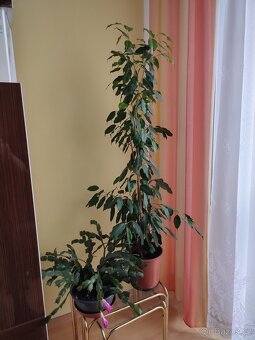Prodám fíkus Benjamín - 2