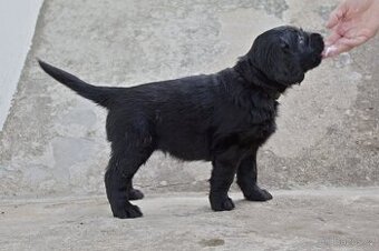 Flat coated retriever štěňata s PP - 2