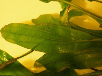 Echinodorus přes 50 cm - 2