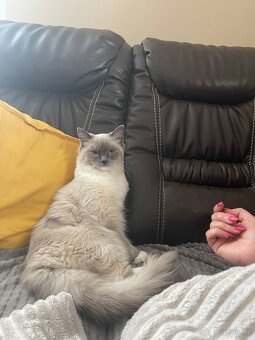 Ragdoll kotě - 2