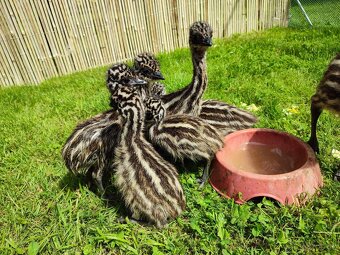 Emu hnědý - 2