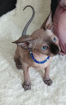 Kanadský sphynx - 2