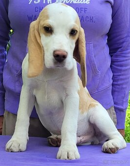 štěňata beagle s PP - 2