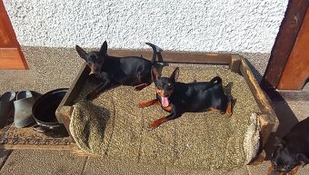 Trpasličí pinč - Srnčí ratlík - 2