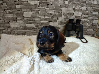 Jezevčík standard drsnosrstý - 2