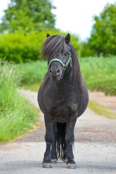 Shetland pony - plemenný hřebec - 2