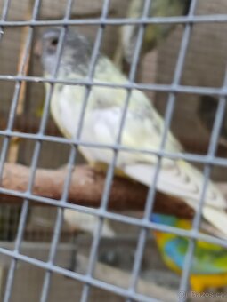 neofema modrohlavá - 2