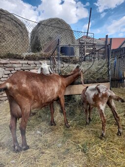 Anglonubijská koza s POP - 2